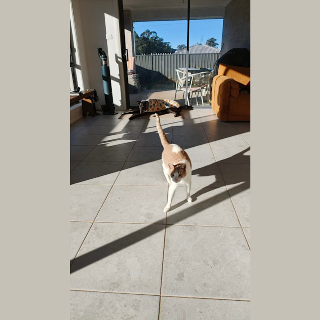 Photo of Milo, The Cat Friendly Greyhound