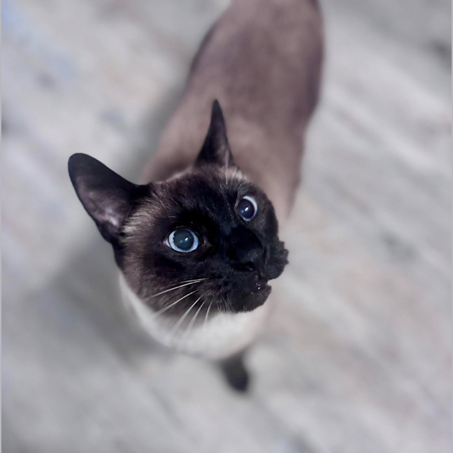 Photo of Chai