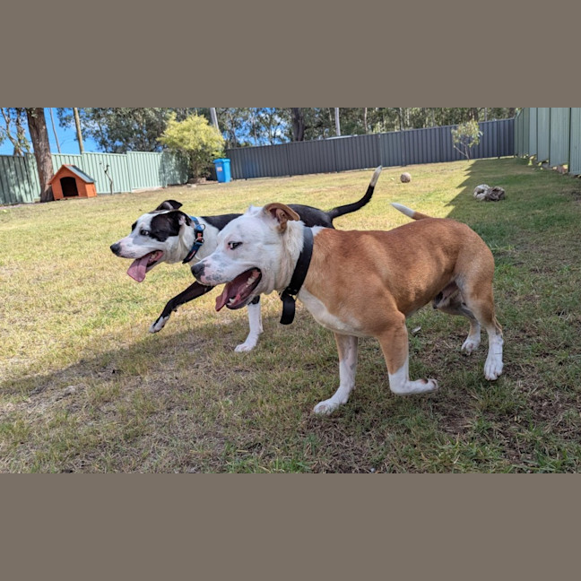 Photo of Chief & Patch