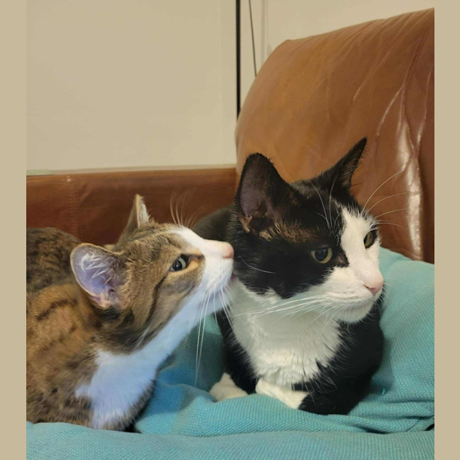 Photo of Loki & Pudding   Located In Coburg