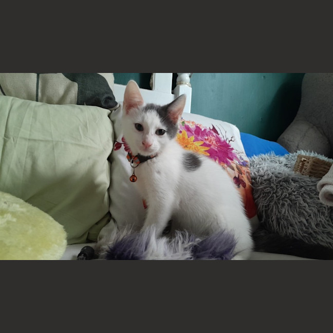 Photo of Oliver