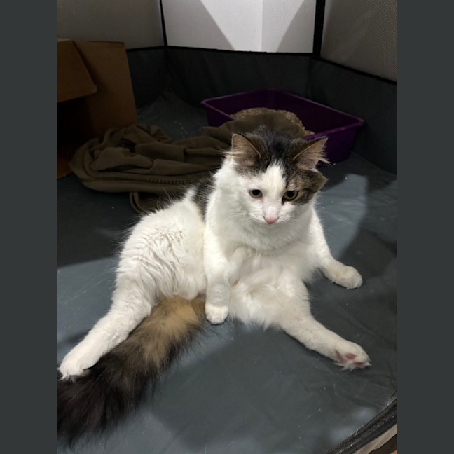 Photo of Patch