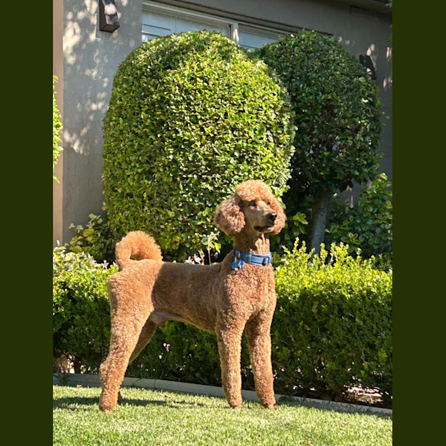 Photo of Jack   6 Year Old Poodle