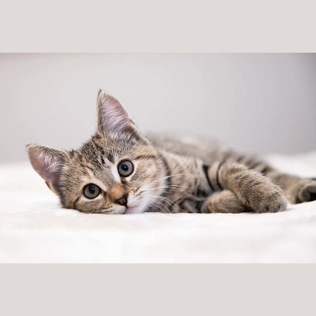 Photo of Kira