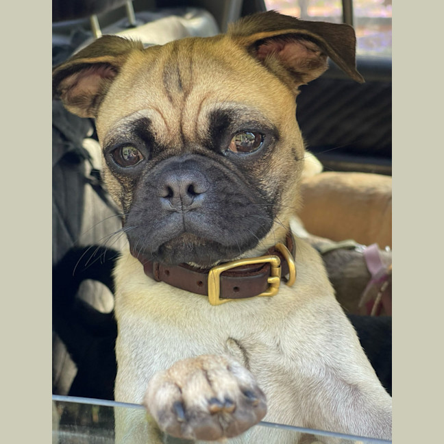 Photo of Freddie 🐶