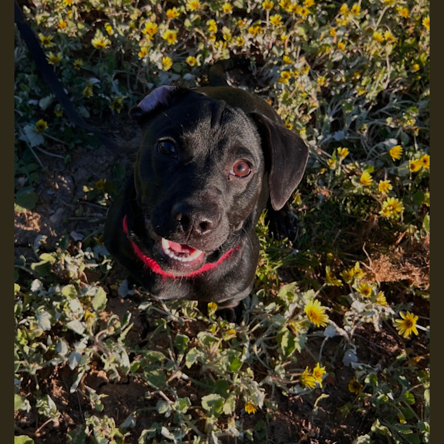Photo of Whiskey
