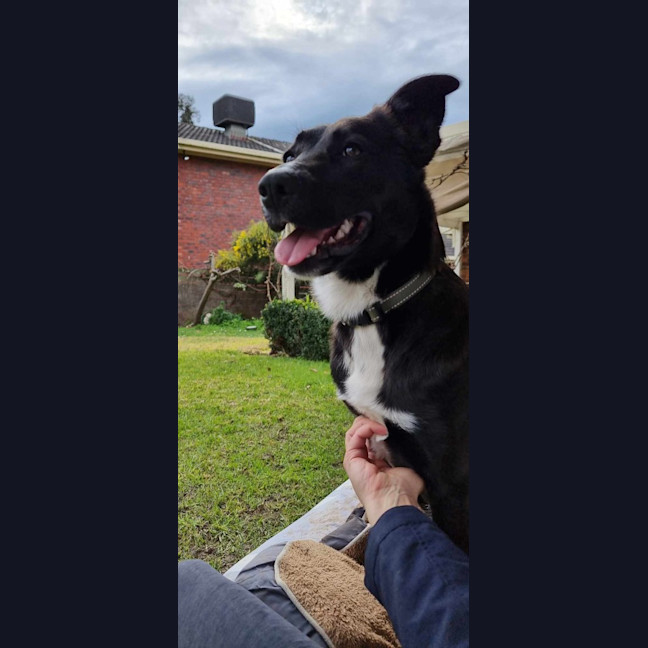 Photo of Nala