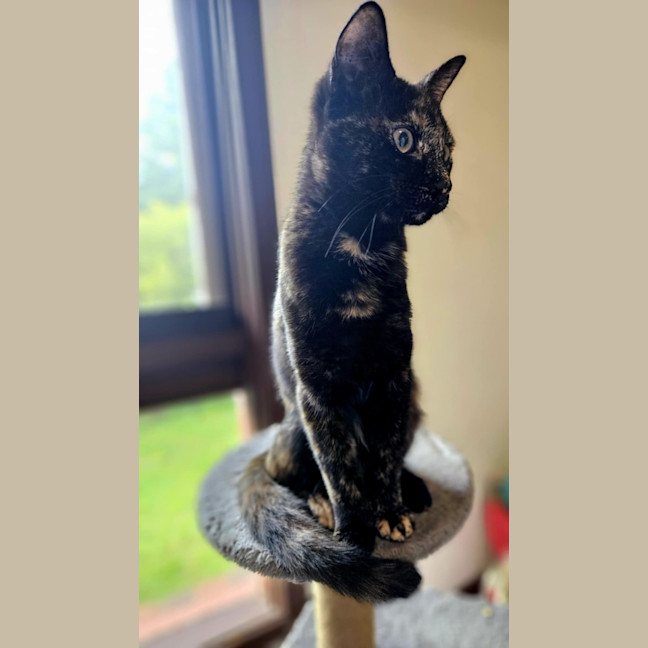 Photo of Gracie   In Foster Care In Bentleigh East