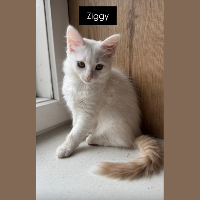 Photo of Ziggy Lou