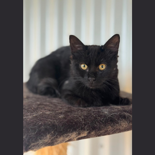 Photo of Little Loaf