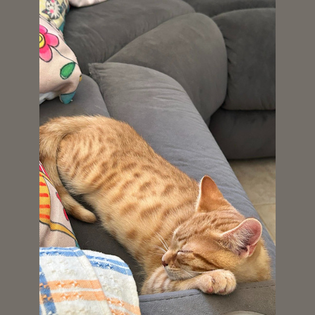 Photo of Dexter