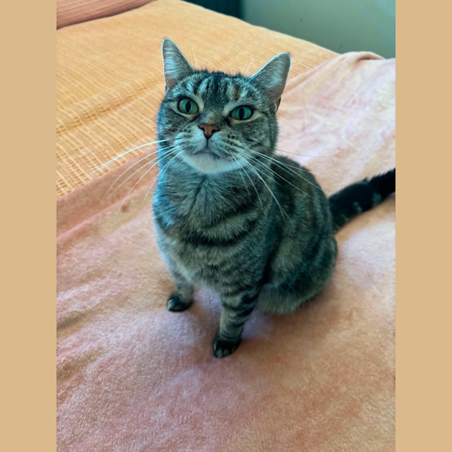 Photo of Birdie   In Foster Care In Richmond