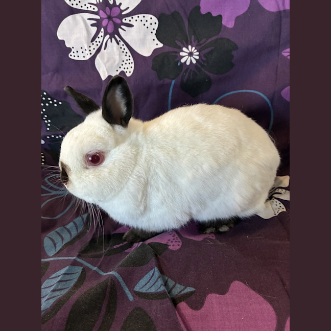 Photo of Tiantian (Bonded To Happy)