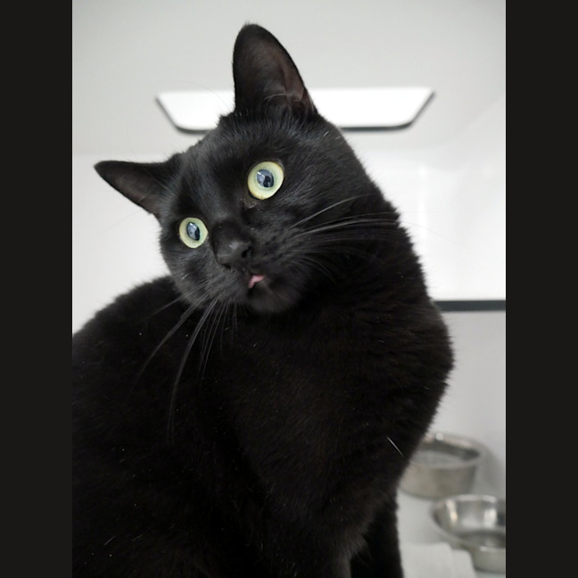 Photo of Tulip Sua013585