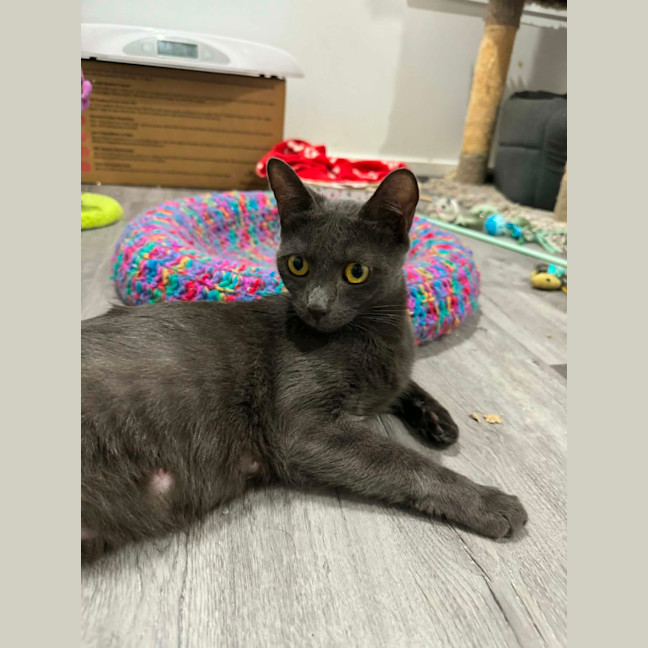 Photo of Sarabi 