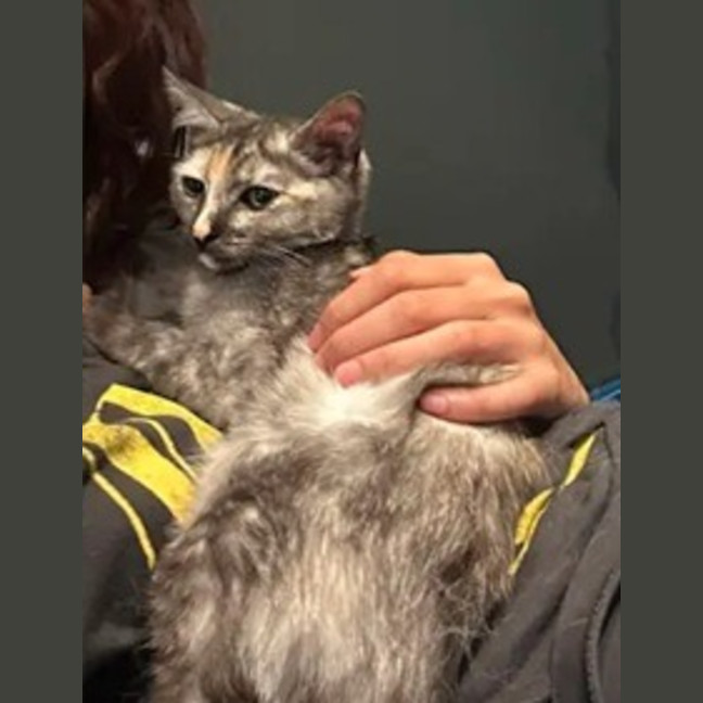 Photo of Emerald