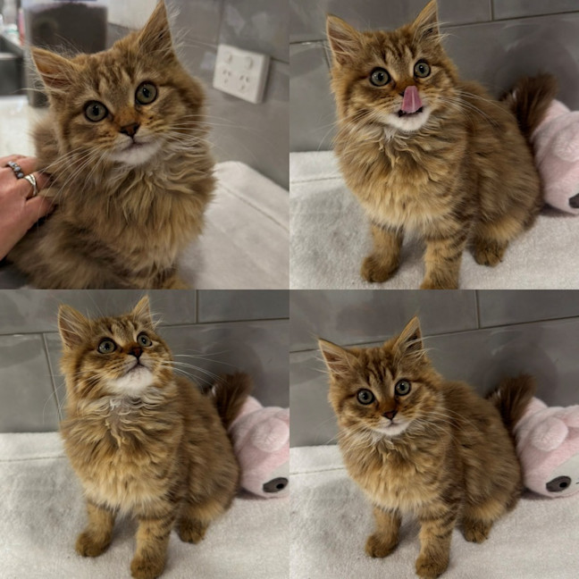 Photo of Simba