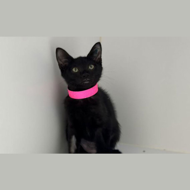 Photo of Panther