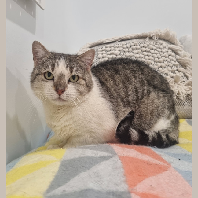 Photo of Cat Stevens