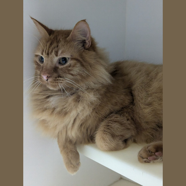 Photo of 🧉 Marmalade 5365 🧉