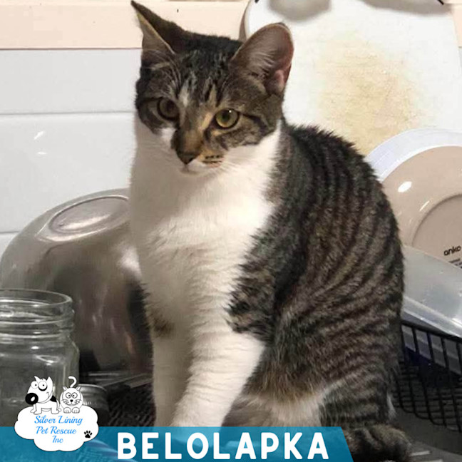 Photo of Belolapka