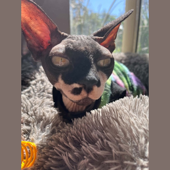 Photo of Rogue