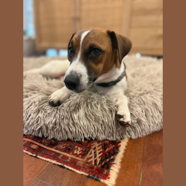 Photo of Pickles
