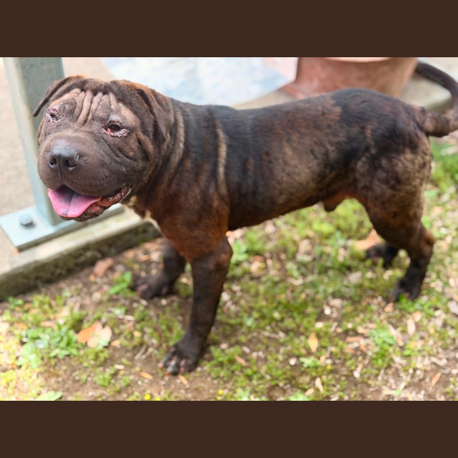 Photo of Winston