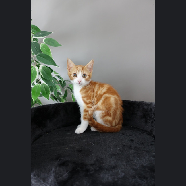Photo of Tiger