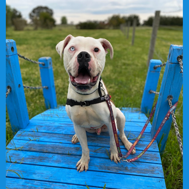 Photo of Patches/Gary