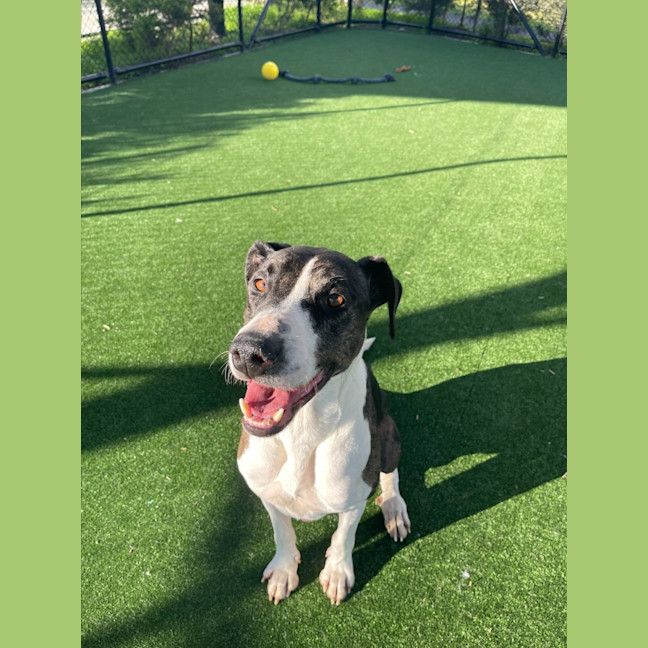 Photo of Bentley Imp 1051