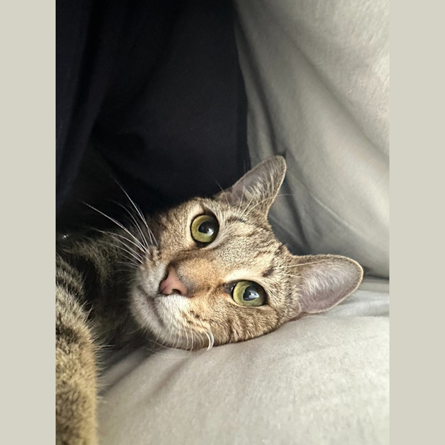 Photo of Cinnamon