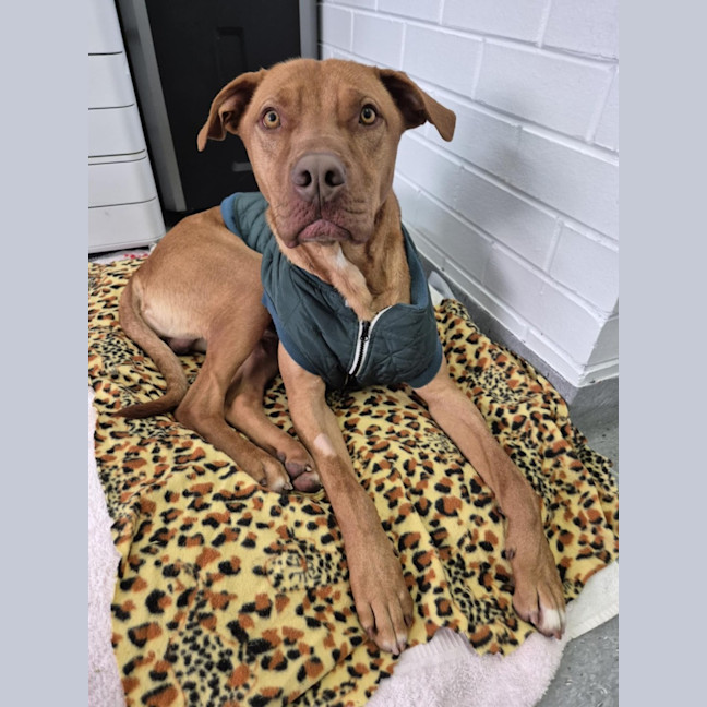 Photo of Pikelet 🥞