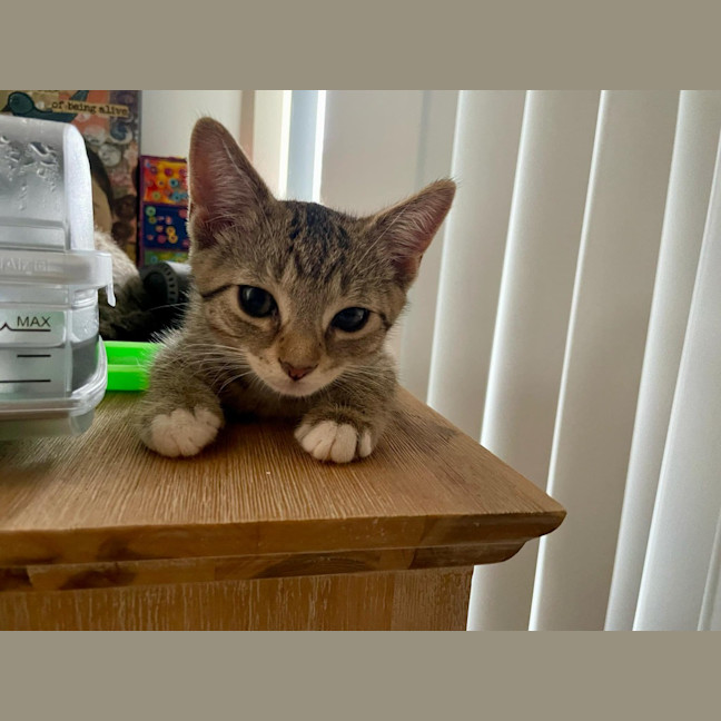Photo of Teddy