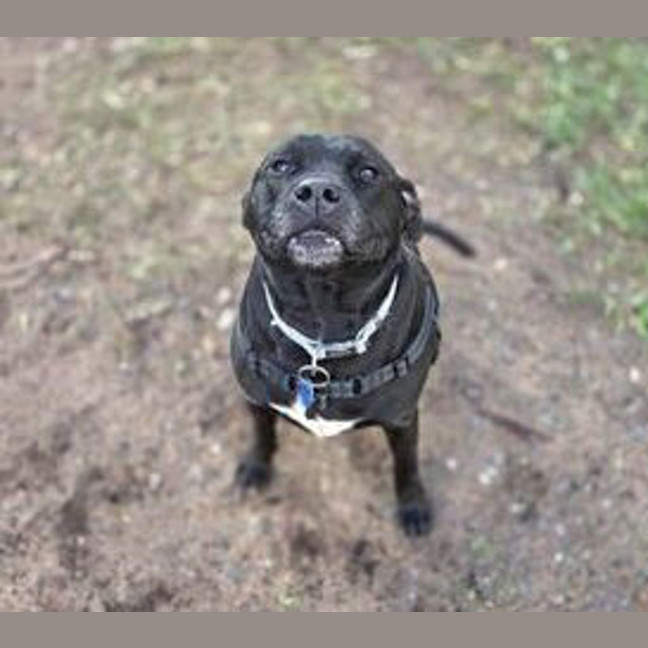 Photo of Seal