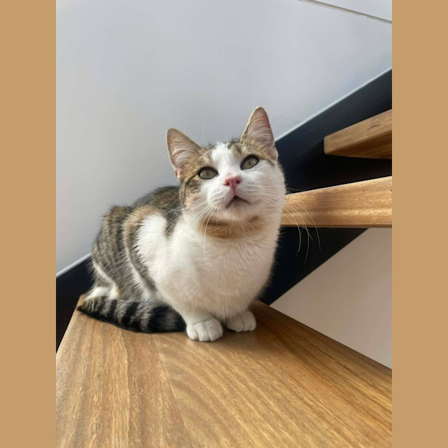 Photo of Miso   In Foster Care In Macleod