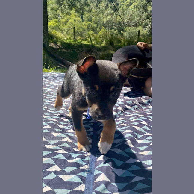 Photo of Chai   8 Week Old Kelpie X (On Trial)