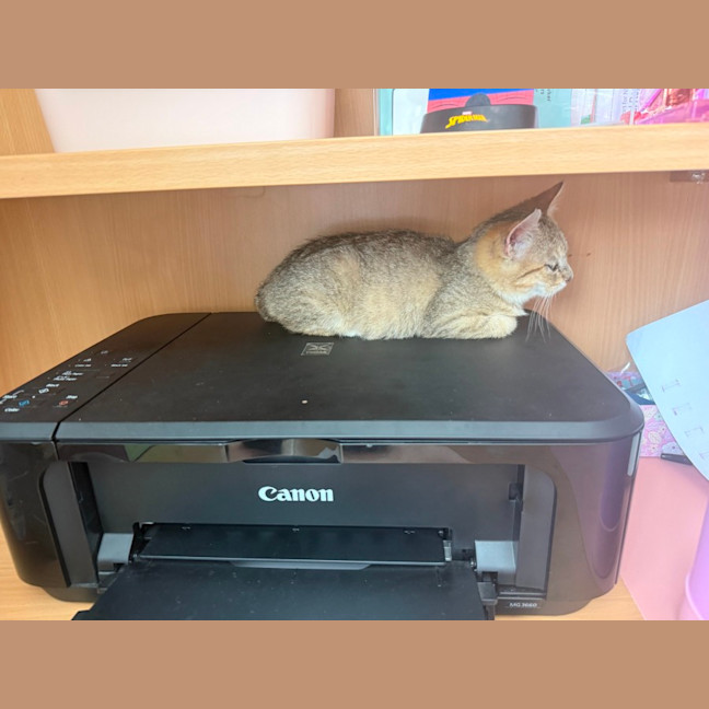Photo of Kora