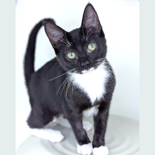 Photo of Banshee