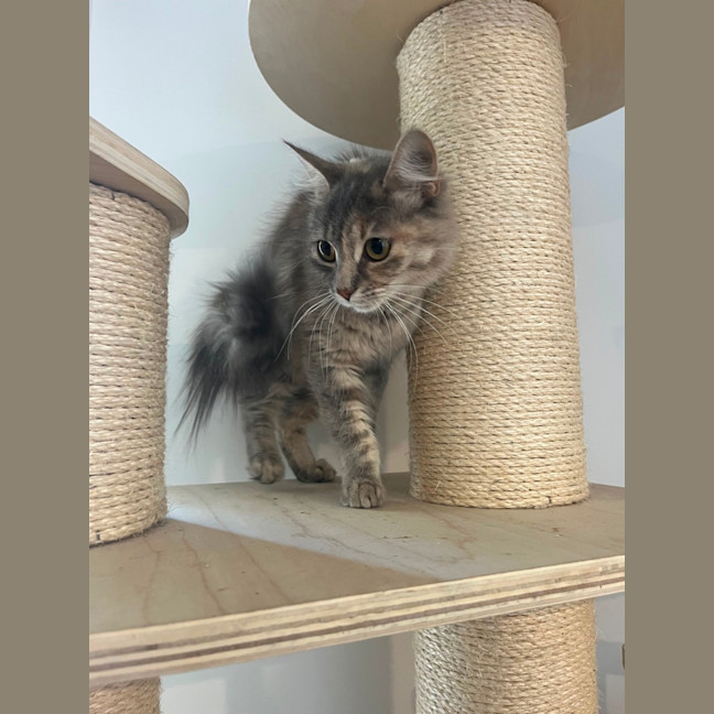 Photo of Roofina