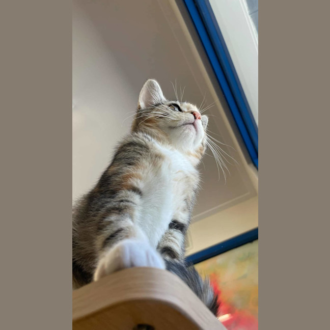 Photo of Khaleesi
