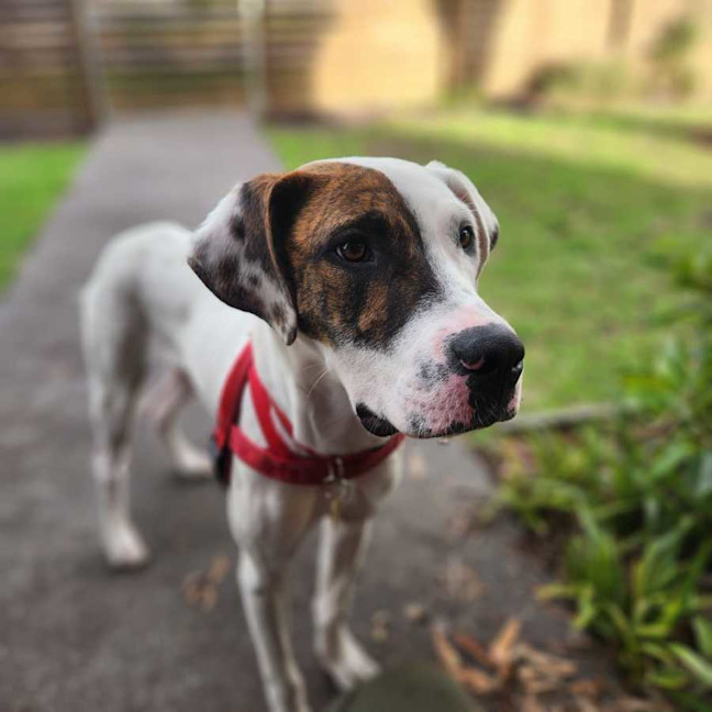 Photo of Garbanzo Bean