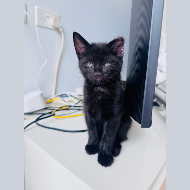 Photo of Pumpernickle