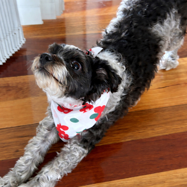 Photo of Sydney & Rocco   10 & 8 Year Old Moodle