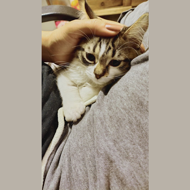 Photo of Lychee