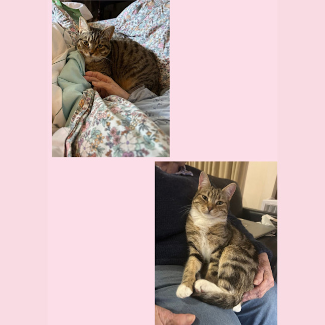 Photo of Enchantress   Bonded With Batman