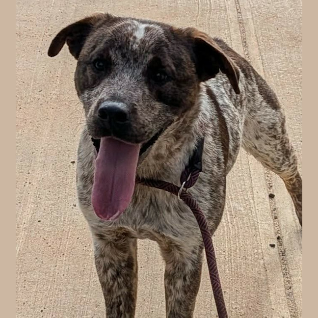 Photo of Prancer