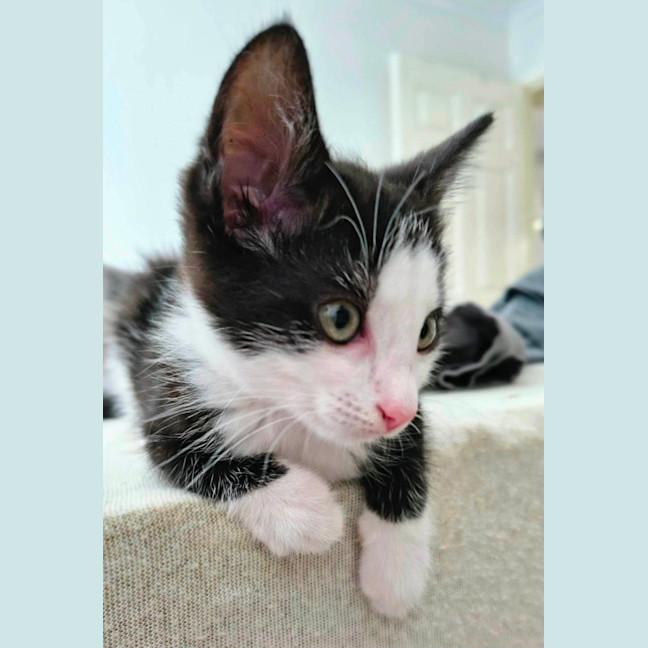 Photo of Whisper 