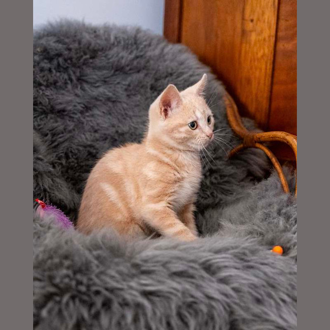 Photo of Toffee