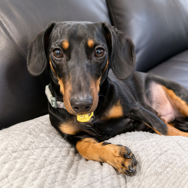 Photo of Frankie